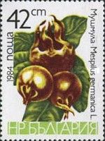 Medlar (Mespilus germanica)