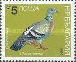 Rock Pigeon (Columba livia)