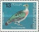 Stock Dove (Columba oenas)