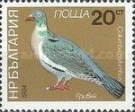 Common Wood-Pigeon (Columba palumbus)