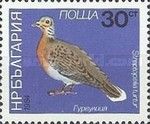 European Turtle Dove (Streptopelia turtur)