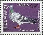 Domestic Pigeon (Columba livia domestica)