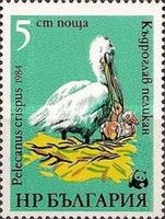 Dalmatian Pelican (Pelecanus crispus)