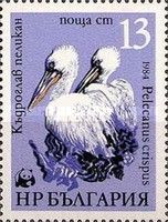 Dalmatian Pelican (Pelecanus crispus)