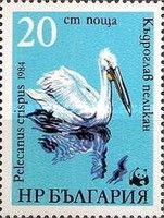 Dalmatian Pelican (Pelecanus crispus)