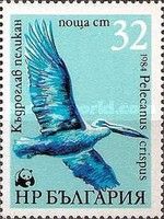 Dalmatian Pelican (Pelecanus crispus)