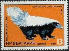 American Hog-nosed Skunk (Conepatus leuconotus)
