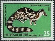 Banded Linsang (Prionodon linsang)