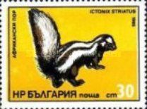 Zorilla (Ictonyx striatus)