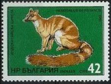 Banded Palm Civet (Hemigalus derbyanus)