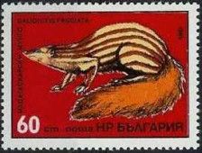 Broad-striped Malagasy Mongoose (Galidictis fasciata)