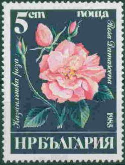 Damask Rose (Rosa x damascena)