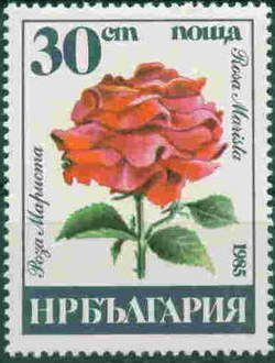 Rosa marista