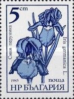 Iris germanica