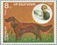 Irish Setter, Common Pochard (Aythya ferina)