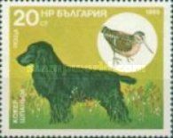 Cocker Spaniel, Eurasian Woodcock (Scolopax rusticola)