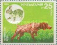 German Spaniel, European Rabbit (Oryctolagus cuniculus)