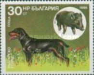 Bulgarian Scenthound, Wild Boar (Sus scrofa)