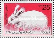 Angora Rabbit (Oryctolagus cuniculus forma domestica)