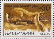 English Ram (Oryctolagus cuniculus forma domestica)