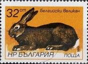 Belgian Giant (Oryctolagus cuniculus forma domestica)