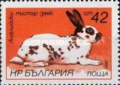 Spotted English (Oryctolagus cuniculus forma domestica)