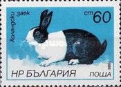 Dutch Rabbit (Oryctolagus cuniculus forma domestica)