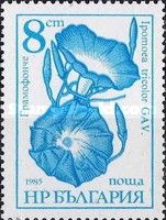 Morning Glory - Ipomoea tricolor