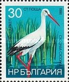 White Stork (Ciconia ciconia)