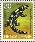 Fire Salamander (Salamandra salamandra)