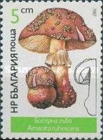 Amanita rubescens