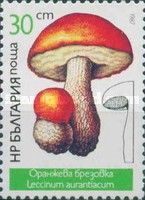 Leccinum aurantiacum