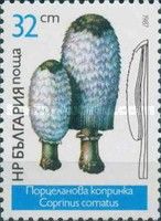 Coprinus comatus