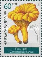 Chanterelle (Cantharellus cibarius)