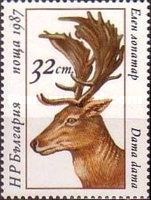 Common Fallow Deer (Dama dama)