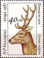 Sika Deer (Cervus nippon)