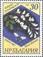 Black Locust (Robinia pseudoacacia)
