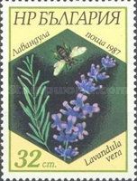 English Lavender (Lavandula vera)