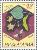 Tilia parvifolia