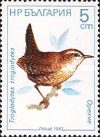 Eurasian Wren (Troglodytes troglodytes)