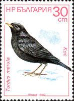 Eurasian Blackbird (Turdus merula)
