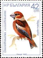 Hawfinch (Coccothraustes coccothraustes)
