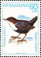 White-throated Dipper (Cinclus cinclus)