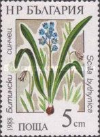 Bithynian Squill (Scilla bithynica)