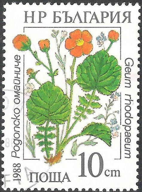 Geum rhodopaeum