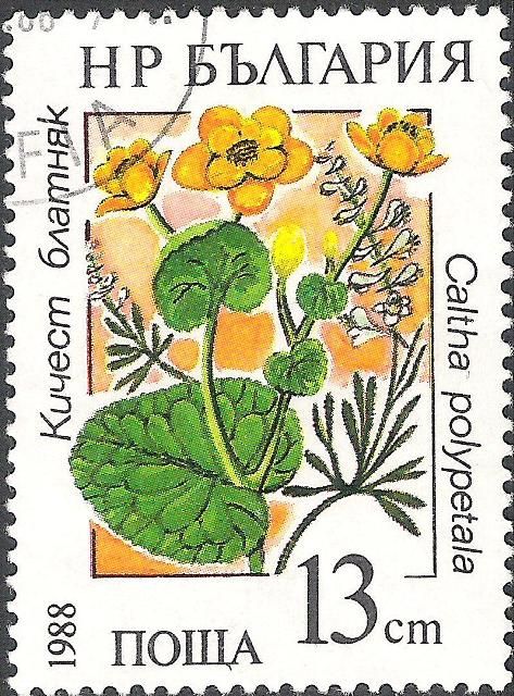 Marsh marigold