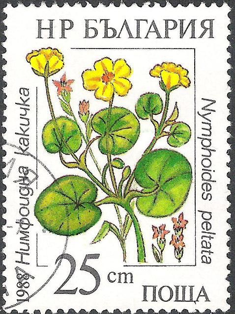 Fringed water-lily (Nymphoides peltata)