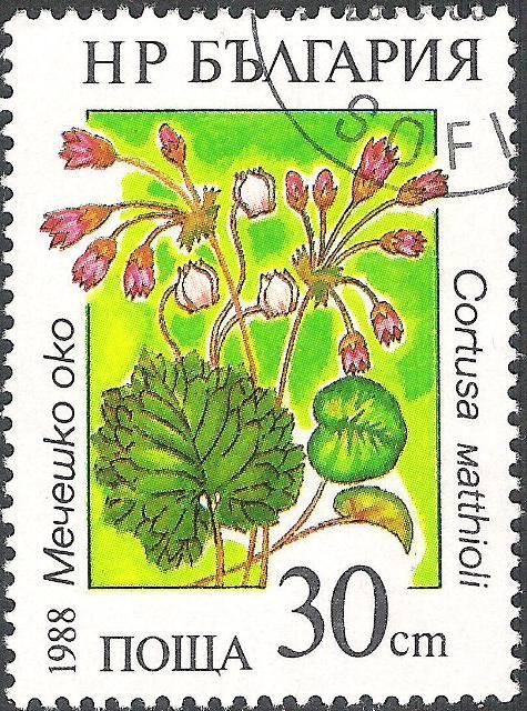 Cortusa matthioli