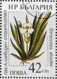 Water soldier (Stratiotes aloides)