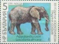 African Elephant (Loxodonta africana)